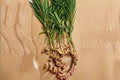 Ginger Live Starter Plant – Zingiber officinale | Edible Tropical Perennial