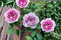 Repartil Rose Live Plant – Fragrant Japanese Own Root Rose, Repeat Blooming, 100 cm Tall