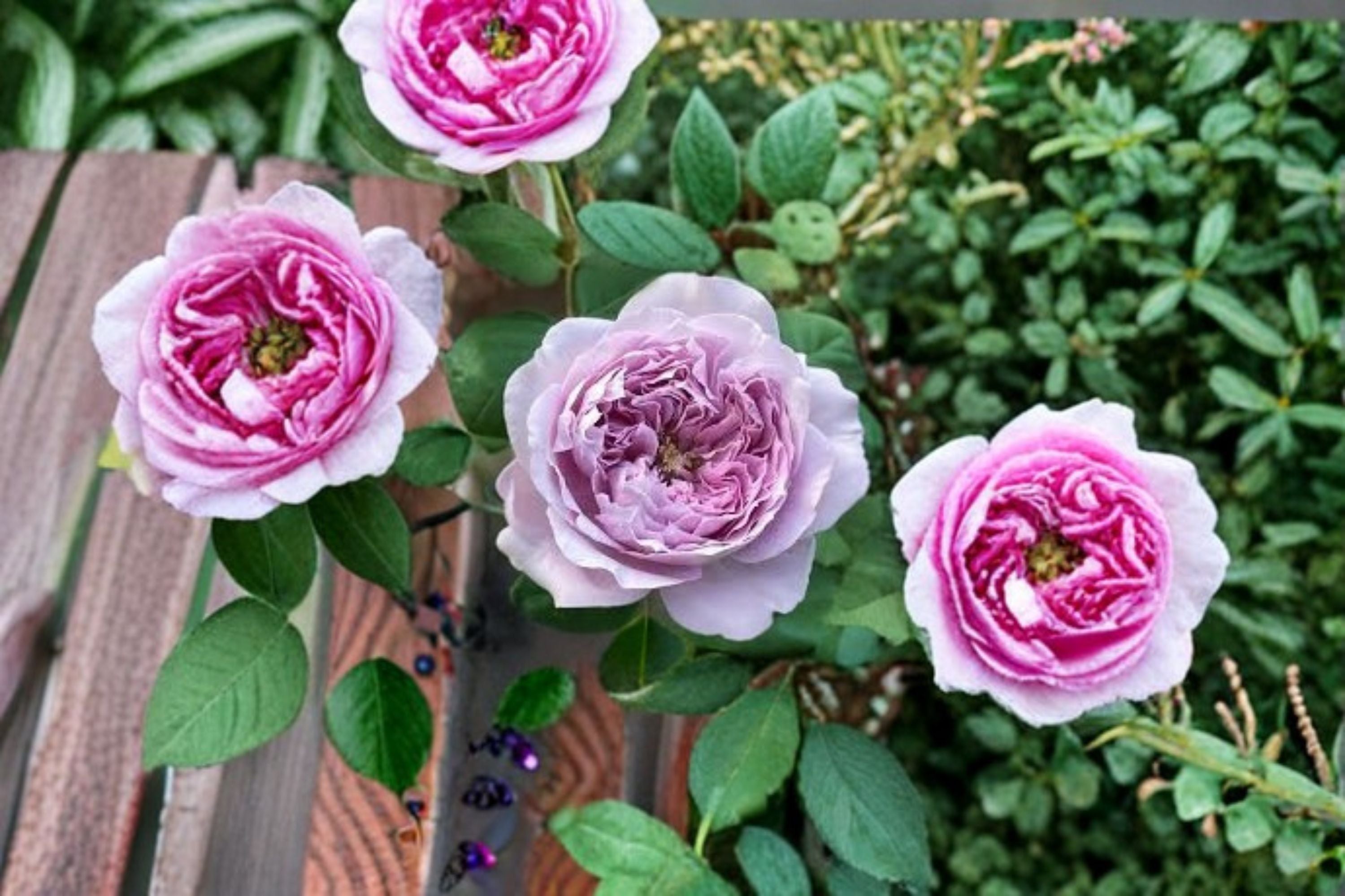 Repartil Rose Live Plant – Fragrant Japanese Own Root Rose, Repeat Blooming, 100 cm Tall