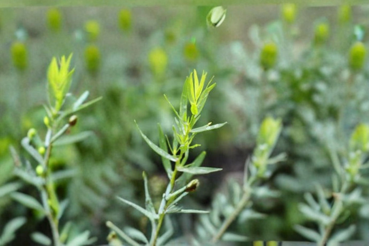 French Tarragon Plant - Artemisia dracunculus Culinary Herb