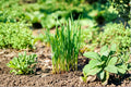 Garlic Chives 1 Plant – Allium tuberosum | Perennial Culinary Herb