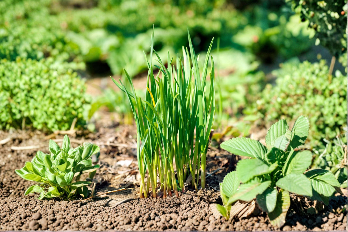 Garlic Chives 1 Plant – Allium tuberosum | Perennial Culinary Herb