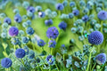 Globe Gilia Seeds Gilia capitata Blue Wildflower Annual Garden Meadow Pollinator Friendly California Flower