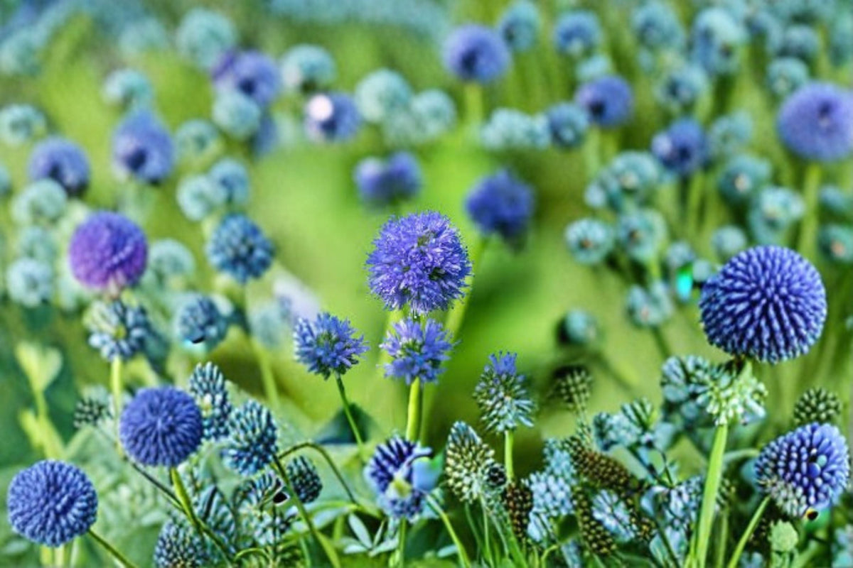 Globe Gilia Seeds Gilia capitata Blue Wildflower Annual Garden Meadow Pollinator Friendly California Flower