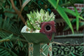 Huernia Orbea Spiney Norman Succulent Plant – Huernia spp.