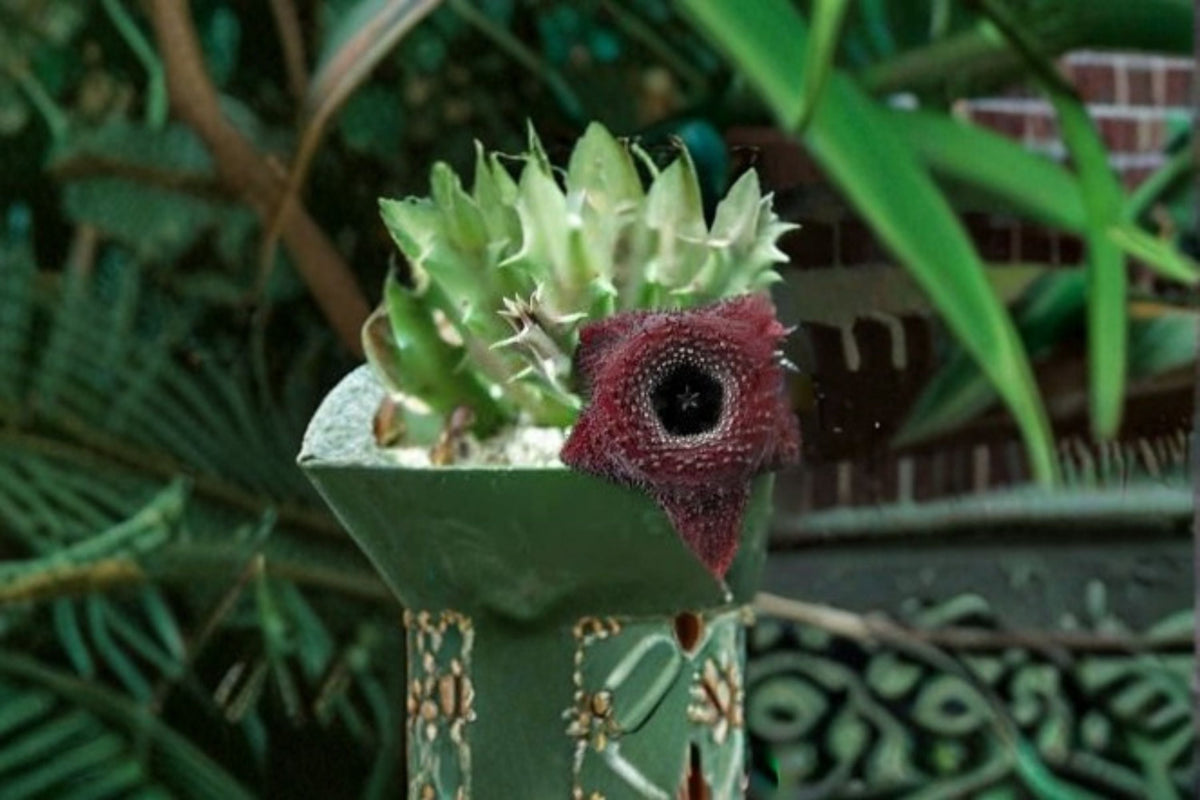 Huernia Orbea Spiney Norman Succulent Plant – Huernia spp.