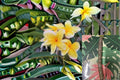 Yellow Plumeria 3 Cuttings – Plumeria rubra Tropical Flowering Tree