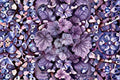 Dark Storm Coral Bells Heuchera Plant – Deep Purple Foliage Perennial