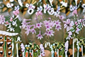 Society Garlic Plant - Tulbaghia violacea Perennial Herb with Lavender-Pink Flowers