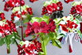 Ivy Geranium Cutting – Pelargonium peltatum Trailing Plant