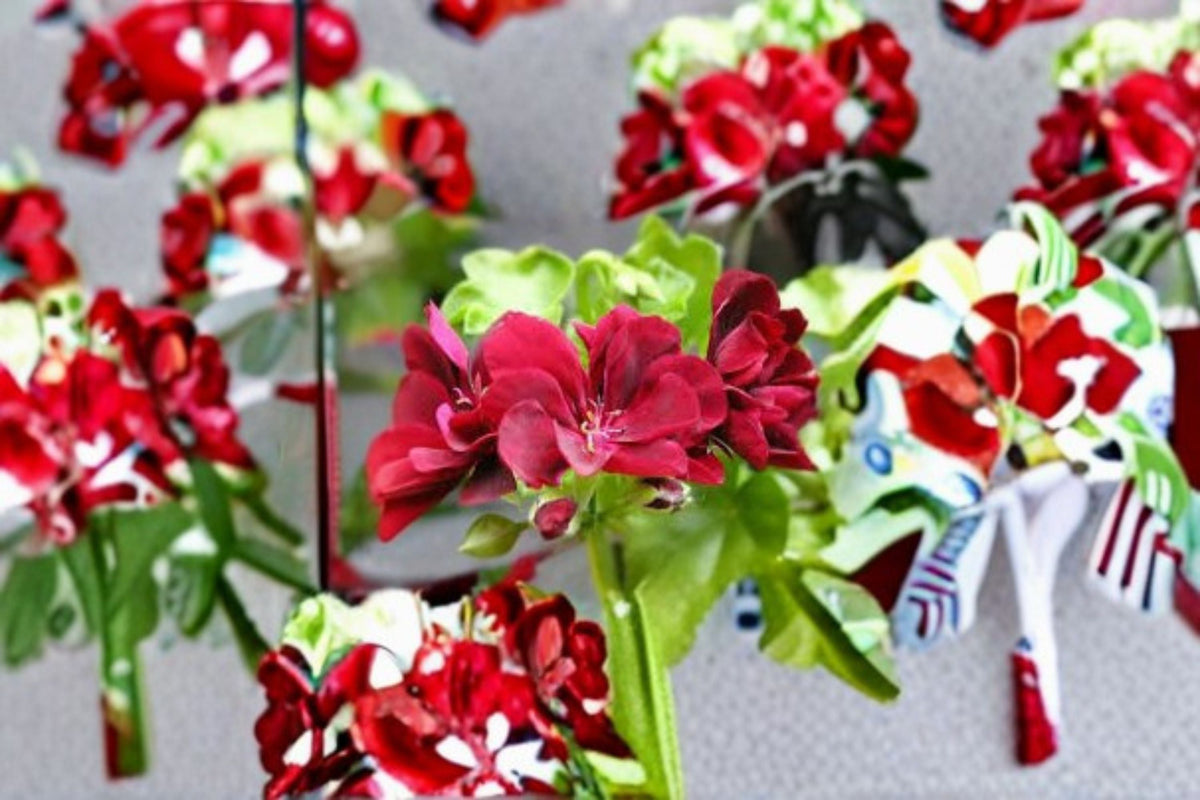 Ivy Geranium Cutting – Pelargonium peltatum Trailing Plant