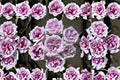 Purple O'Hara Rose Live Plant – Lavender Grey Fragrant Cut Rose