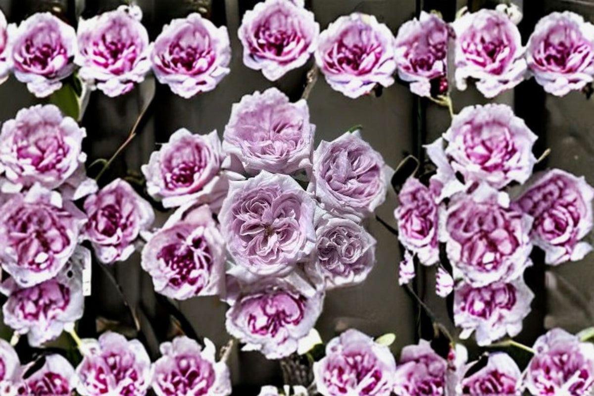 Purple O'Hara Rose Live Plant – Lavender Grey Fragrant Cut Rose