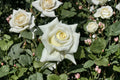 Pope John Paul II Rose Live Plant – Fragrant White Shrub Rose