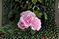 Sophie Rochas Rose Live Plant – Elegant Pink Garden Rose for Sunny Locations