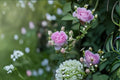 Saphir Rose Live Plant – Blue Purple Tantau Garden Rose from Germany