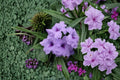 Baby Kate Mexican Petunia Live Plant – Dwarf Ground Cover Perennial