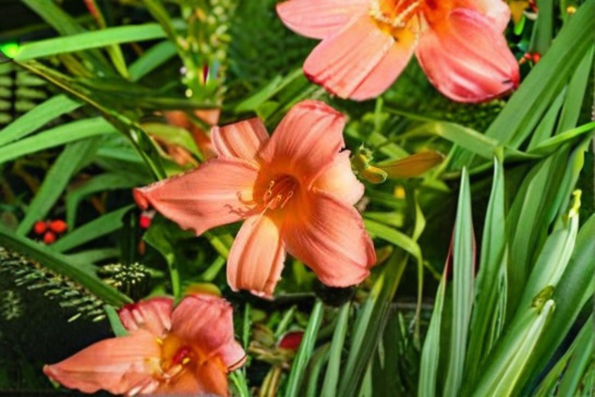 Summer Wind Daylily Live Plant – Pink Peach Perennial Flower | Hemerocallis Hybrid