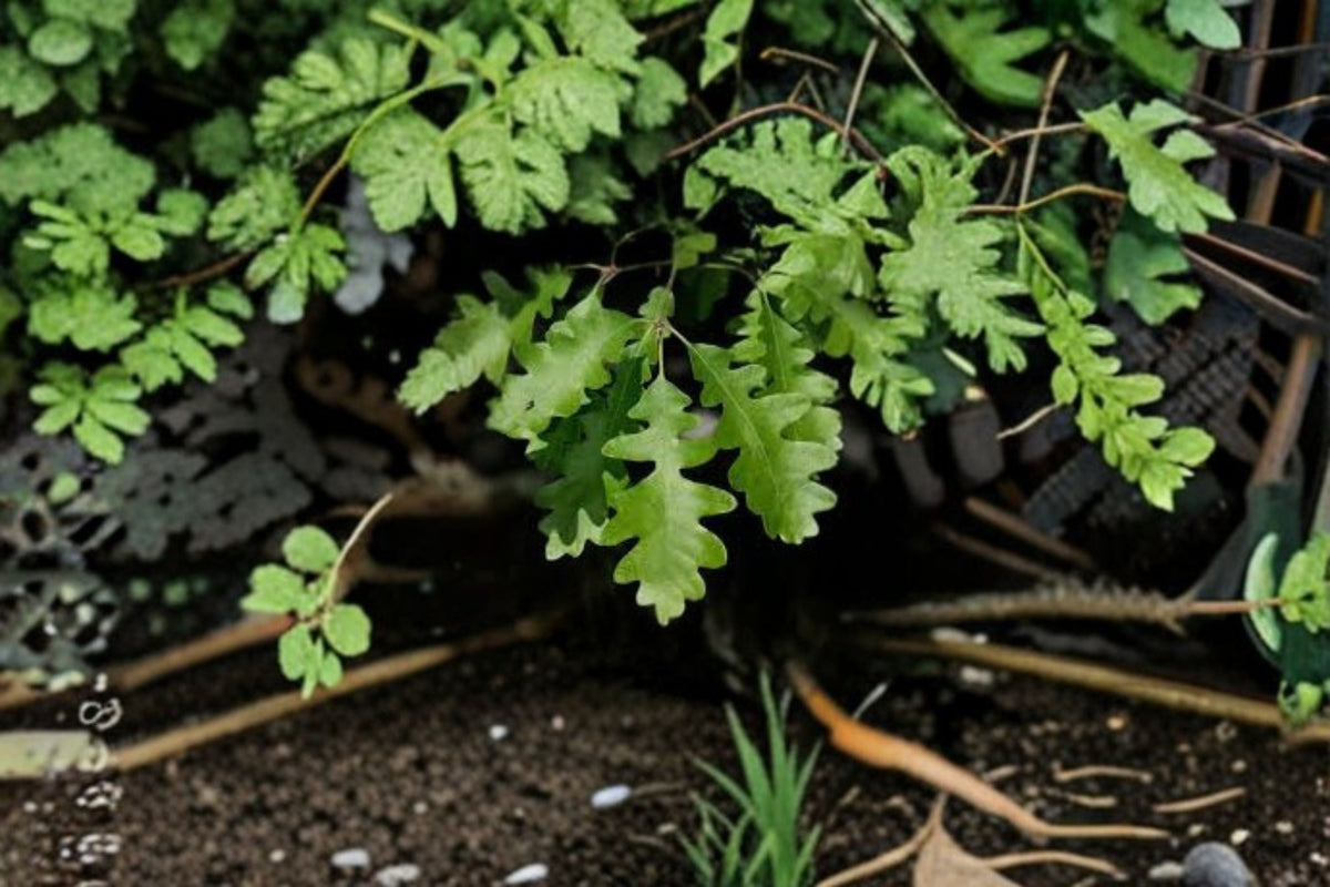 Gambel Oak 1 Plant – Quercus gambelii Deciduous Tree for Shade and Landscape