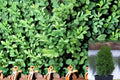 Green Mountain Boxwood Plant – Buxus ‘Green Mountain’ Evergreen Shrub