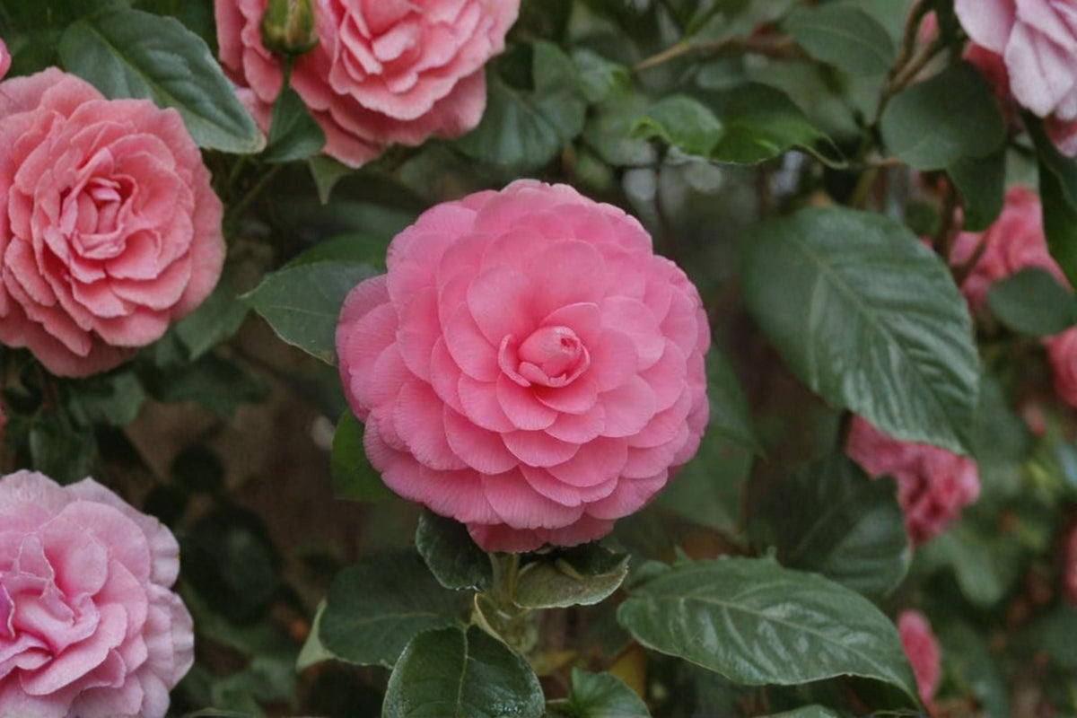 Pink Perfection Camellia Japonica Live Starter Plant – Evergreen Shade Shrub