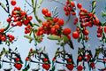Goji Berry Live Bare Root Plant – Lycium barbarum – Approx. 9 Inches Tall