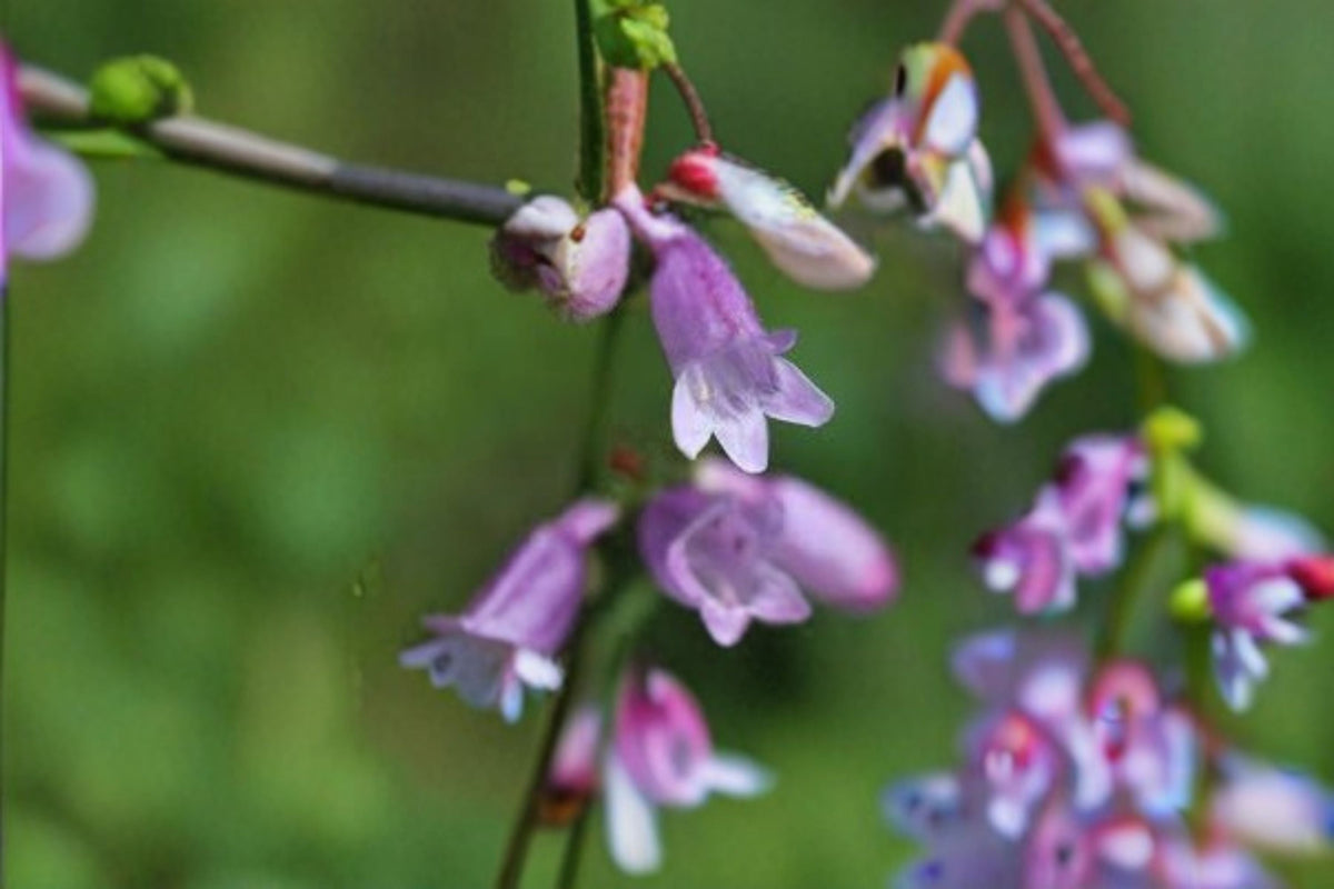 Calico Beardtongue Seeds - Penstemon calycosus Pink Wildflower Native Perennial Garden Flower Pack