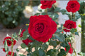 Love's Promise Rose Live Plant – 1.5 Gal Red Hybrid Tea Rose