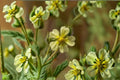 Prairie Cinquefoil Seeds, Potentilla arguta, White Wildflower, Perennial Native Plant, Pollinator-Friendly Meadow Seeds, 500 Seeds