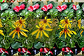 Wild Golden Glow Rudbeckia laciniata Seeds | Tall Perennial Wildflower | Yellow Coneflower Seeds for Garden & Meadow Planting