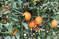 Navel Orange 3 Scions – Citrus sinensis Fruit Tree Cuttings