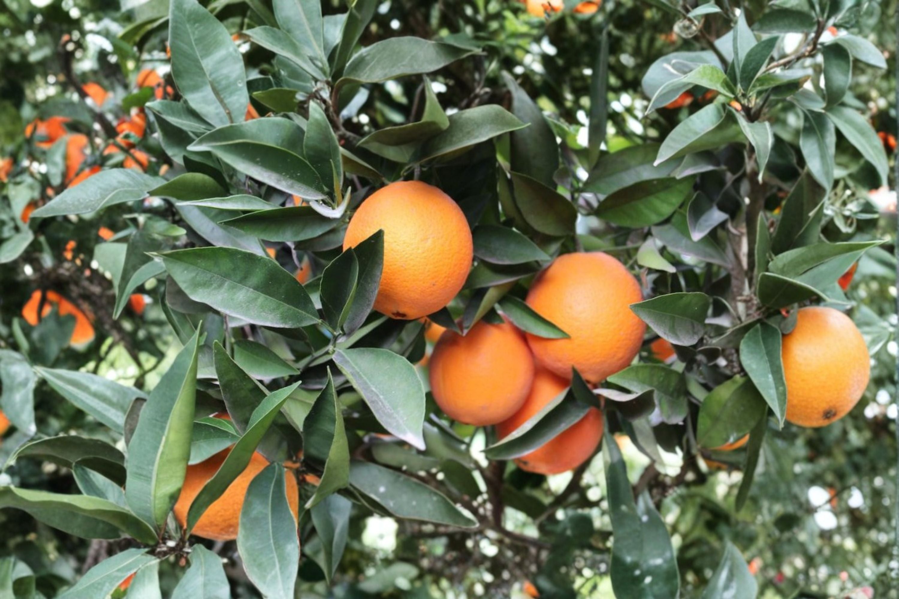 Navel Orange 3 Scions – Citrus sinensis Fruit Tree Cuttings