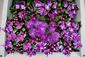 Creeping Ice Plant 10 Cuttings – Delosperma cooperi Succulent Ground Cover