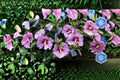 Rose of Sharon Seeds Hibiscus syriacus Pink Purple White Flowering Shrub Garden Plant Seeds