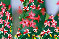 Standing Cypress Seeds - Ipomopsis rubra Red Wildflower, Tall Spikes, Biennial Garden & Meadow Plant, 100 Seeds