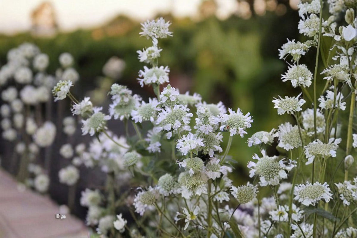 Hairy Mountain Mint Seeds, Native Wildflower, Fragrant Perennial, Pycnanthemum pilosum, 100 Seeds