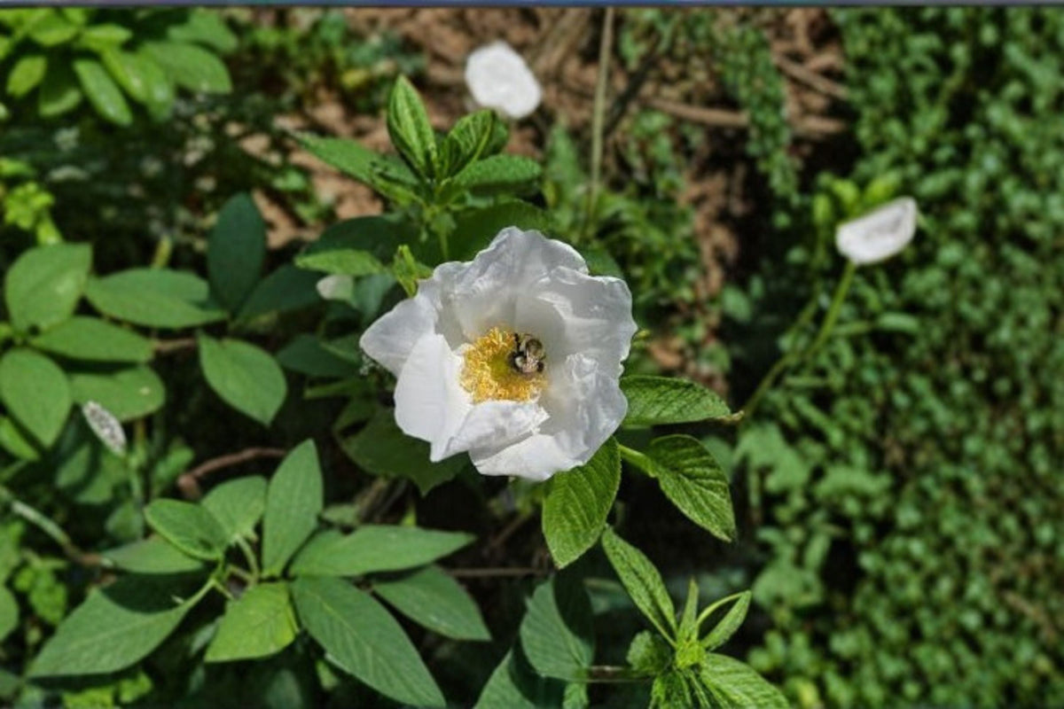White Rugosa Rose Seeds, Hardy Shrub, White Flowers, Rosa rugosa alba, Garden Planting, 25 Seeds