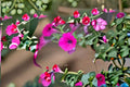 Wild Petunia Seeds - Purple Flower Annual for Borders & Containers - Petunia violacea - Easy to Grow Summer Bloom