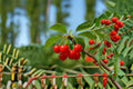 Montmorency Cherry 6 Cuttings – Prunus cerasus Deciduous Fruit Tree