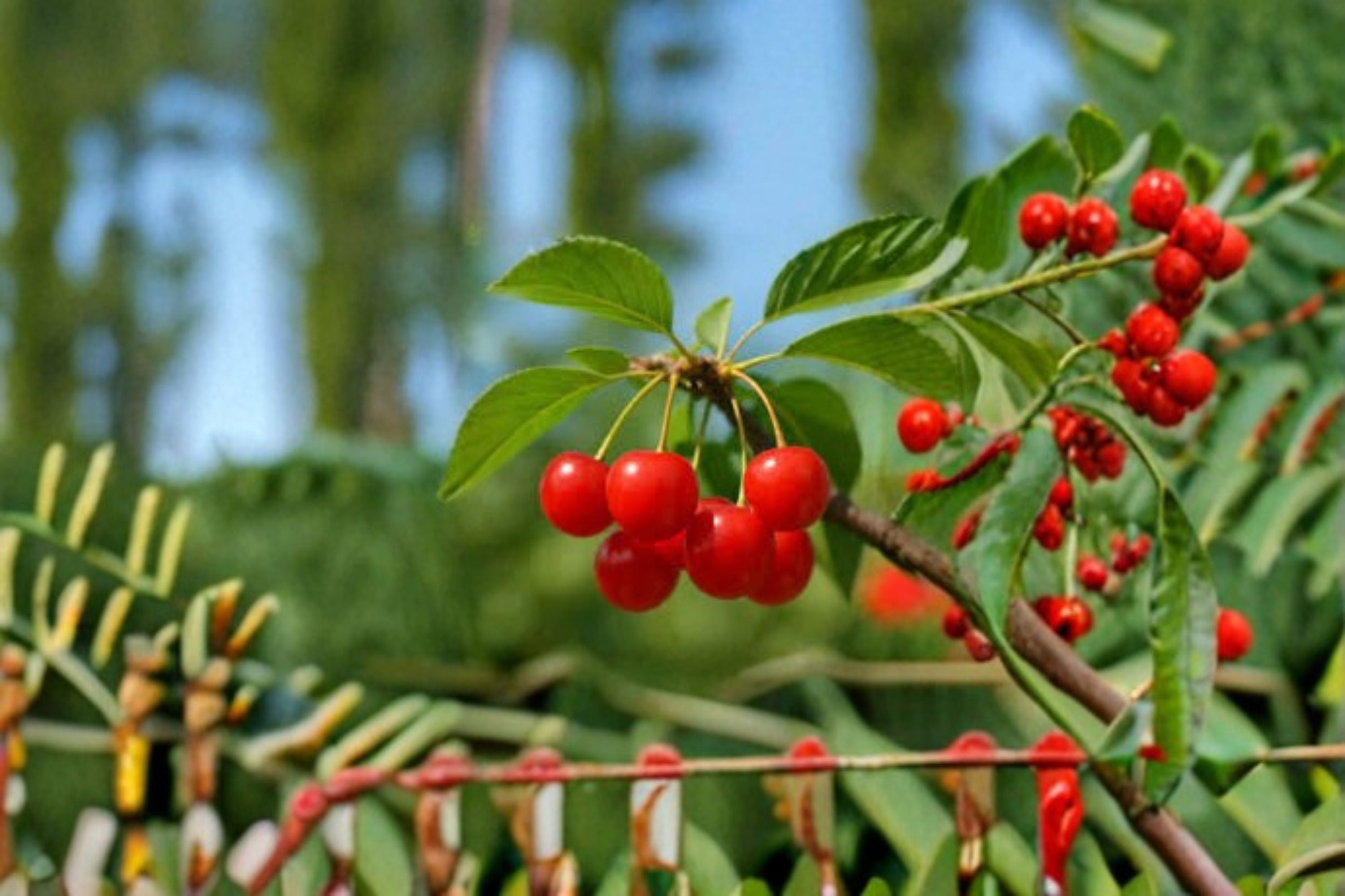 Montmorency Cherry 6 Cuttings – Prunus cerasus Deciduous Fruit Tree