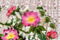 Wild Rose Seeds Rosa woodsii Pink Native Prairie Shrub Garden Planting Pack - 25 Seeds