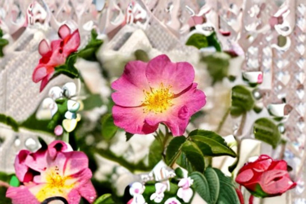 Wild Rose Seeds Rosa woodsii Pink Native Prairie Shrub Garden Planting Pack - 25 Seeds