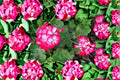 Red White Geranium 2 Cuttings – Pelargonium | Flowering Plant for Containers & Garden Beds