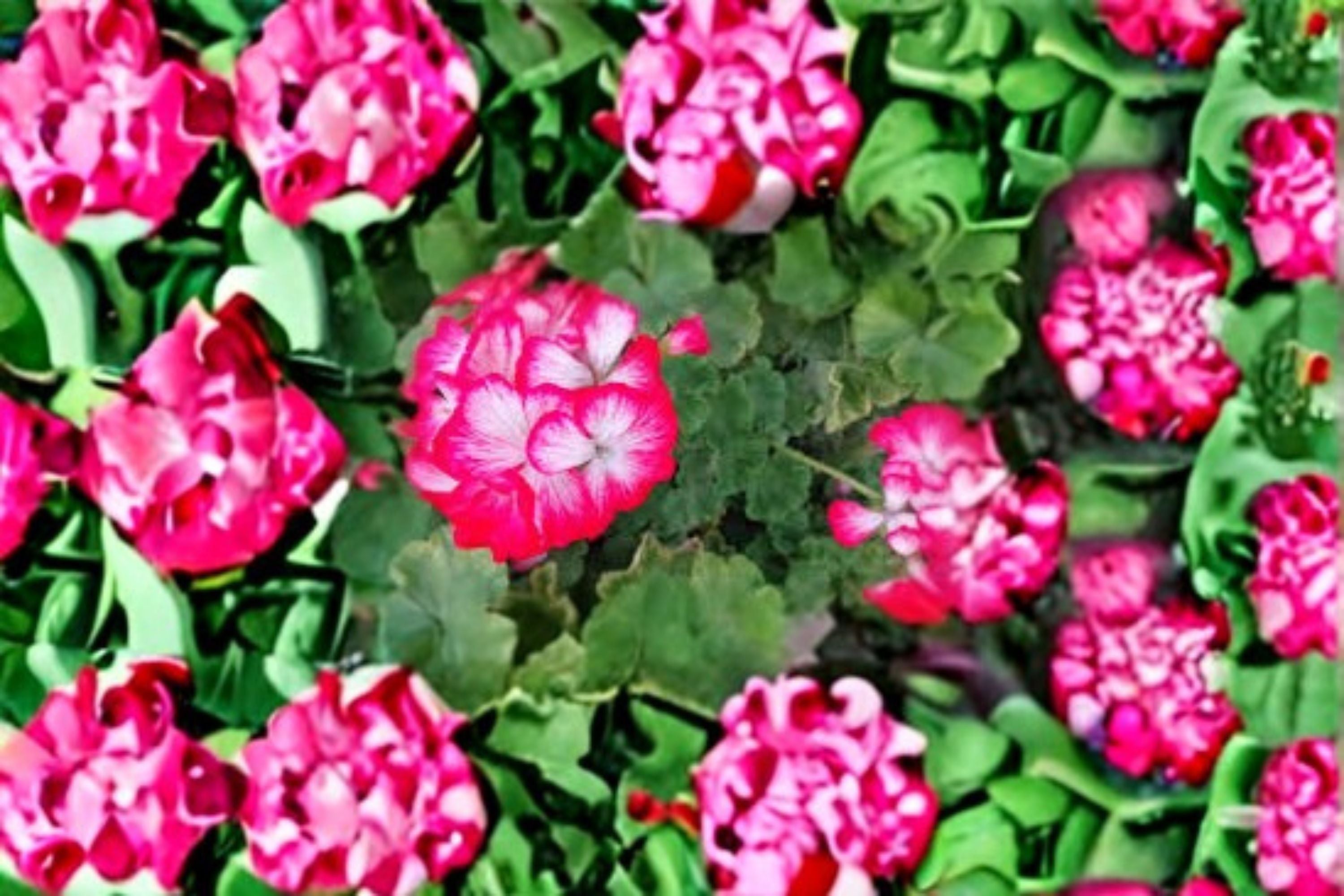 Red White Geranium 2 Cuttings – Pelargonium | Flowering Plant for Containers & Garden Beds