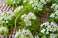 Mountain Mint Seeds, Pycnanthemum virginianum, Wildflower Seeds, Fragrant Perennial, Native Plant, Pollinator Friendly, 100 Seeds