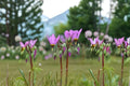 Midland Shooting Star Seeds - Dodecatheon meadia Pink White Wildflower Seeds for Woodland Garden, Perennial, Shade, 100 Seeds