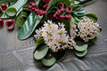 Japanese Tree Lilac Seeds Syringa reticulata White Flowering Ornamental Tree Seeds, 10 Pack
