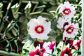 Swamp Rose Mallow Seeds Hibiscus moscheutos Perennial Pink White Large Flower Garden Plant 30 Seeds