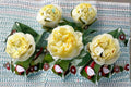 Auspeet English Rose 3 Cuttings – Rosa ‘Auspeet’ Shrub Rose