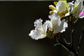 White Orchid Tree Seeds Bauhinia variegata var. candida Ornamental Flowering Tree